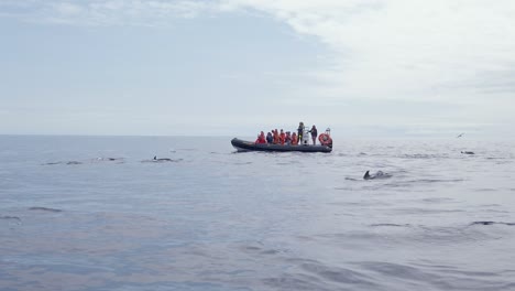 A-large-group-of-Dolphins-swimming-around-a-whale-and-dolphin-watching-motorboat-with-tourists-onboard-at-the-shores-of-San-Miguel-Island,-Azores,-Portugal---July-2023