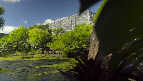 Okinawa-Japan-tropical-dream-center-Naha-prefecture-reveal-shot-through-monstera-leaf-of-lotus-pond-and-greenhouse