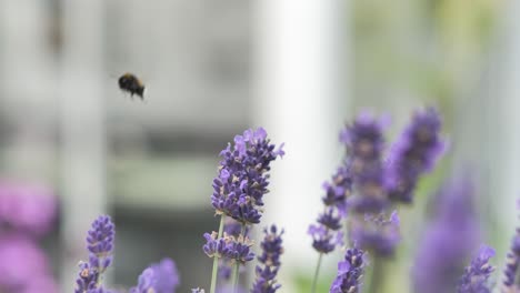 Luftbublebee-Auf-Violetter-Blume,-Nahaufnahme,-Makro