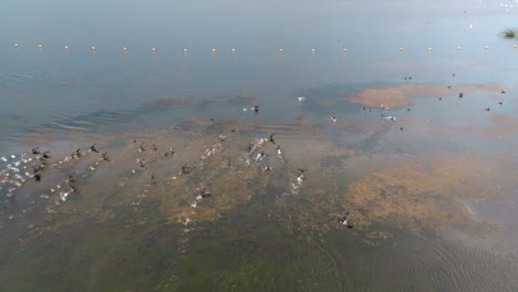 Gráciles-Pájaros-Volando-Sobre-Laguna,-Uruguay,-Un-Fascinante-Espectáculo-Natural