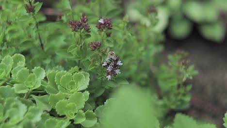 Macro,-bee-on-brown-flower,-close-up