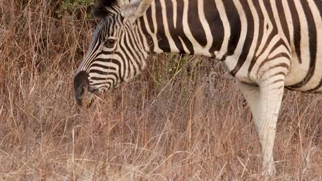 In-Der-Afrikanischen-Savanne-Grast-Ein-Zebra-Im-Gras,-Dessen-Schwarze-Und-Weiße-Streifen-Sich-Deutlich-Von-Der-Landschaft-Abheben