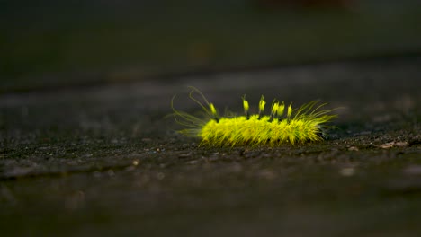 Caterpillar-continues-on-his-journey