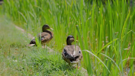 Two-Wild-Mallard-Duck-standing-in-front-of-the-pond-in-long-green-grass-in-park-during-a-bright-sunny-day-at-noon