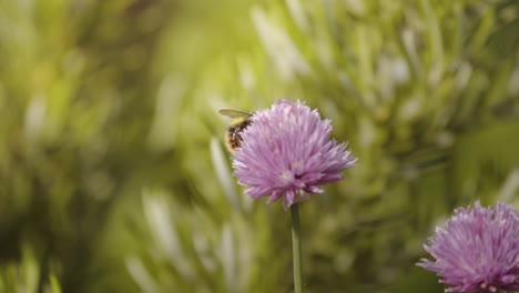 Bumblebee-pollinating-and-collecting-nectar-from-pink-color-flower-against-green-meadow