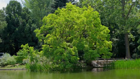 Cinematic-medium-shot-of-an-Ash-Tree-with-a-Pond-in-the-foreground-in-Türkenschanzpark-in-Vienna-during-a-sunny-day-at-noon