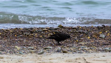 Low-Angle-Aufnahme-Eines-Kleinen-Schwarzen-Vogels,-Der-An-Einem-Felsigen-Strand-Nach-Insekten-Sucht