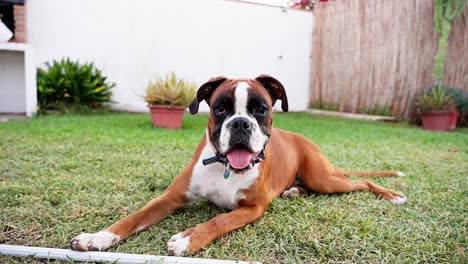 Entzückender-Boxerhund,-Der-Auf-Dem-Gras-Im-Hinterhof-Sitzt-Und-In-Die-Kamera-Schaut