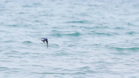 Slow-motion-tracking-shot-of-a-barn-swallow-flying-low-above-the-ocean-waves