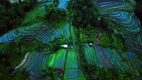 Nestled-in-the-embrace-of-Bali's-enchanting-countryside,-the-Jatiluwih-rice-terrace-unveils-a-captivating-tapestry-of-terraced-beauty