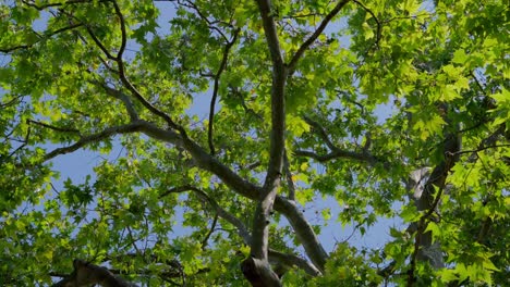 Looking-up-at-a-majestic-Plane-Tree-sway-in-the-wind-on-a-sunny-day-at-the-park-in-Vienna-Low-angle-shot-of-Leaves-rustling-with-a-blue-sky