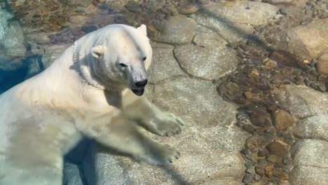 Polar-Bear-chewing-sitting-in-water-on-rocks-with-paws-outstretched
