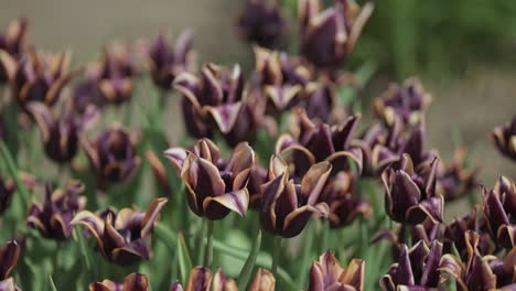 Hermosos-Tulipanes-De-Color-Naranja-Púrpura-En-Plena-Floración