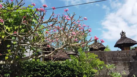árbol-Balinés-Firma-Flor-Rosa-Frangipani-Horizonte-Azul-Y-Templo-Antiguo,-Bunga-Camboya