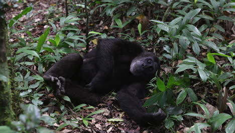 Chimpanzee-laying-on-leaves-on-the-forest-floor-of-Kibale-National-Park-in-Uganda,-Africa