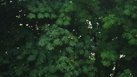 Baum-Mit-Grünen-Blättern-Und-Kastanienfrüchten-Bei-Starkem-Regen