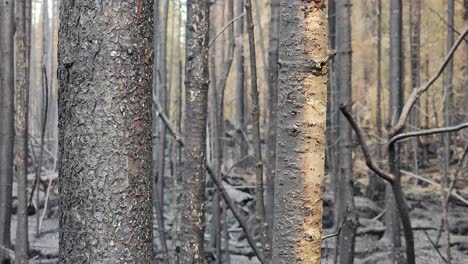 Holz-Von-Bäumen,-Die-Durch-Ein-Schreckliches-Feuer-Verbrannt-Wurden