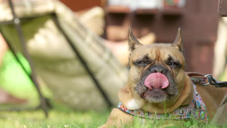 Französische-Bulldogge-Saß-Entspannt-Auf-Dem-Gartengras-Und-Nahm-Ein-Sonnenbad-Und-Keuchte