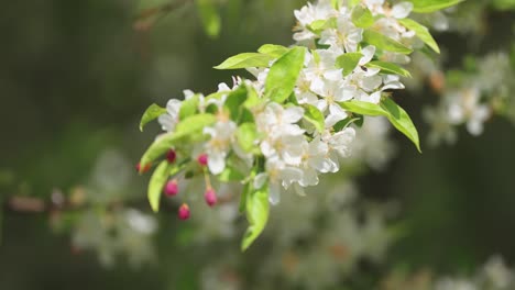 Delicate-flowers-of-the-apple-tree