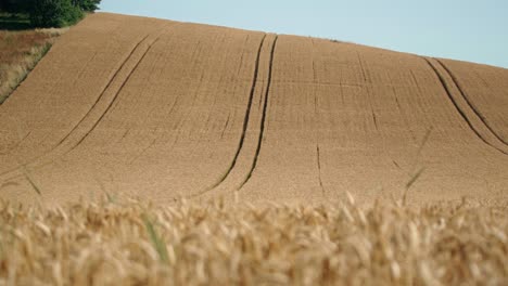 Wheat-field-with-ears-of-wheat