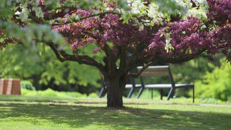 Ein-Prächtiger-Kirschbaum-In-Voller-Blüte-In-Der-Mitte-Des-Parks,-Zeitlupen-Parallaxenaufnahme