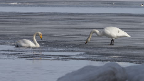 Beautiful-common-swans-standing-on-ice-on-cold-winter-day,-slow-motion-view