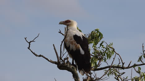 White-headed-eagle-sitting-at-the-top-of-a-tree-in-Africa