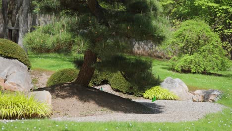 Pine-tree-in-the-center-of-the-Japanese-garden