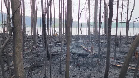Incendio-Forestal-En-Ontario-Canadá,-El-Efecto-De-Un-Incendio-Forestal-En-El-Bosque-Natural
