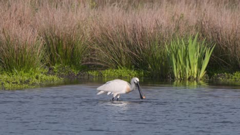 Eurasian-spoonbill-wading-bird-grazing-in-shallow-river-shore-water