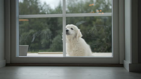 Small-puppy-waiting-near-home-doors-with-glass-window,-static-view