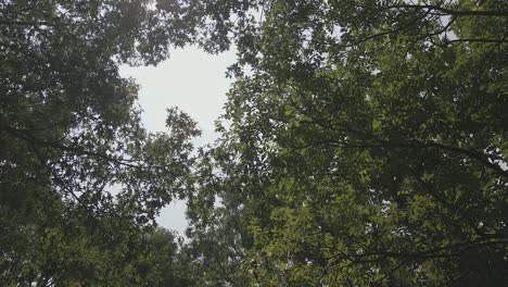Canopy-of-tree-branches-and-green-leaves-against-plain-white-sky