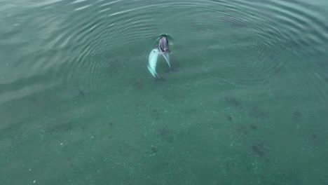 Luftaufnahme-Aus-Der-Vogelperspektive-über-Ein-Paar-Südlicher-Delfine,-Die-Spielerisch-Unter-Der-Meeresoberfläche-Schwimmen