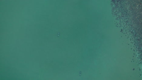 Aerial-Overhead-View-Of-Pair-Of-southern-dolphin-Swimming-On-Ocean-Surface