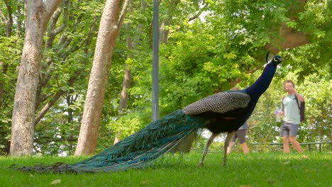 Beautiful-peacock-standing-in-the-Crystal-Palace-gardens-in-Porto