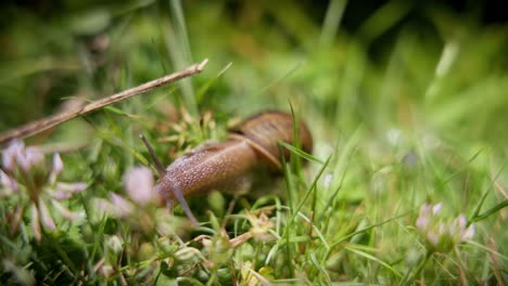 Cute-snail,-at-night-in-organic-garden---the-snail-coming-in-front-of-camera