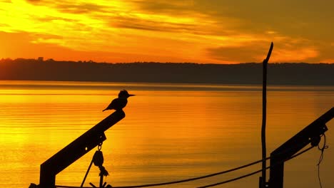 Filmischer-Orange-goldener-Sonnenuntergangsblick-Auf-Das-Meer-Mit-Der-Silhouette-Eines-Eisvogels,-Der-Am-Rand-Des-Bootes-Thront