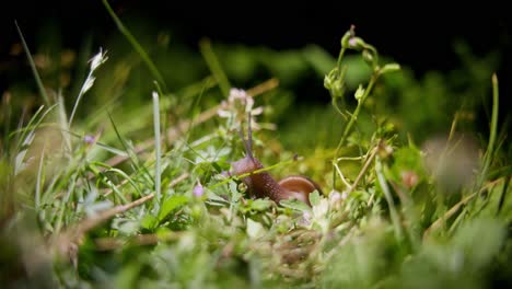 Snail-at-night-in-a-organic-garden---Helix-pomatia-also-known-as-the-Roman-snail-or-Burgundy-snail