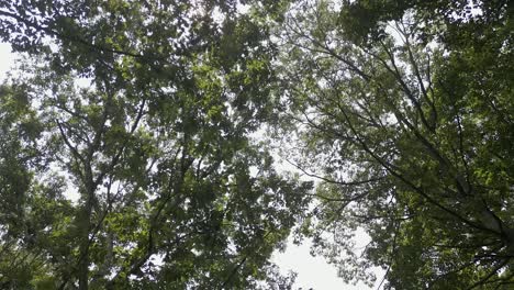 Tree-leaves-forest-canopy:-Low-angle-looking-straight-up-against-sky