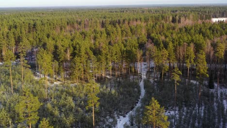 Snowy-woodland-soil-and-endless-pine-forest,-aerial-descend-view