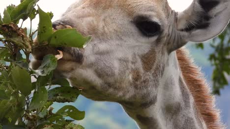 Impressive-head-of-a-wild-giraffe-chewing-some-green-tree-leaves