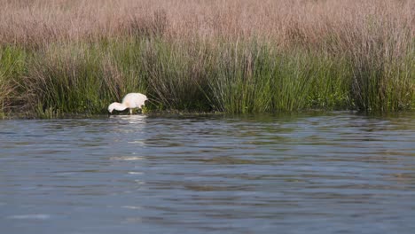 Grazing-eurasian-spoonbill-wading-in-river-stream-with-reeds-on-shore