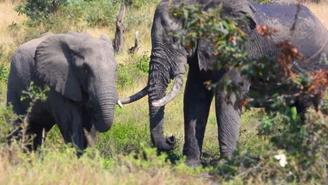 Mother-elephant-with-baby-son-savana-footage-of-wildlife,-nice-lovely-family-concept