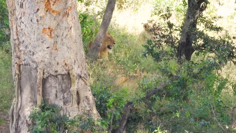Two-solitary-lionesses-panting-hidden-in-the-shade-among-trees-in-the-African-bush