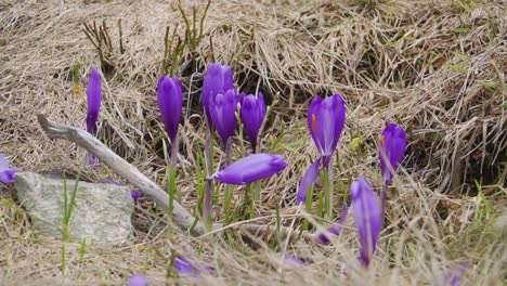Azafranes-Púrpuras-Salvajes-Que-Florecen-En-Las-Montañas-De-Rumania