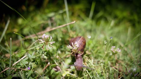 Big-snail-in-macro,-in-garden---Helix-pomatia-also-known-as-the-Roman-snail-or-Burgundy