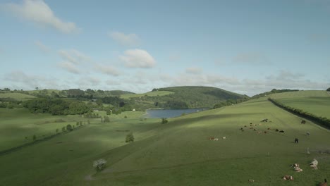 Luftaufnahme-Von-Rindern-Und-Pferden,-Die-Auf-Grünen-Hügeln-Und-Weiden-In-Der-Grafschaft-Westmeath,-Irland-Ruhen-–-Drohnenaufnahme