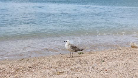 Seagull-on-the-beach-in-Croatia-with-waves-landing-behind-it,-Europe