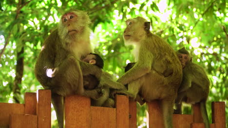 Makaken-Affenfamilie-Auf-Dem-Zaun