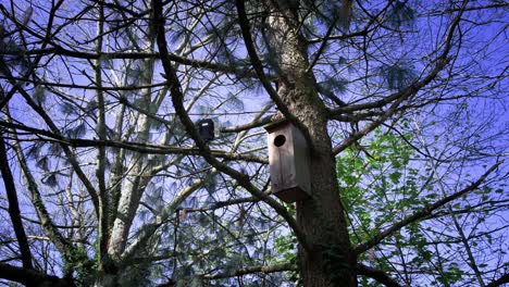 Habitat-enhancement-for-backyard-birdlife